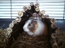 wardedguineapig