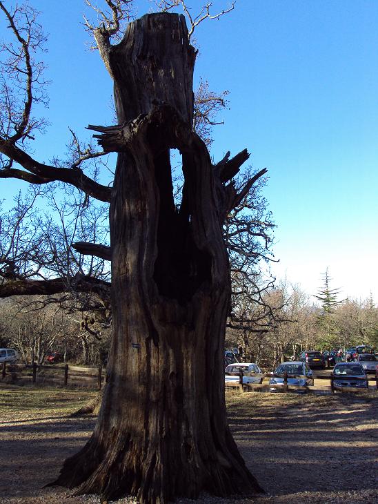 Wood_Demon_Tree